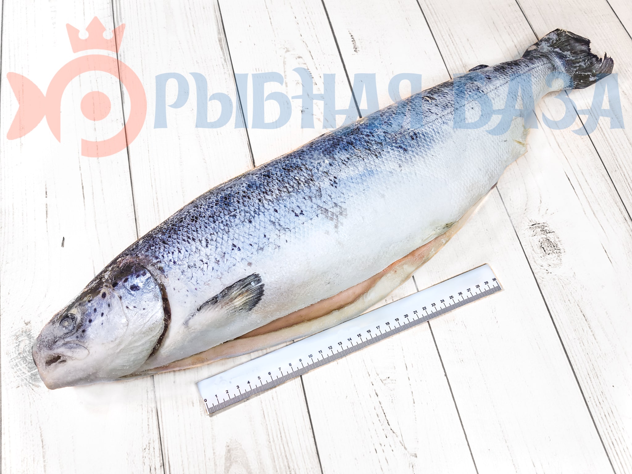 Семга (лосось атлантический) свежемороженая 4-5 кг/шт (СУПЕР)