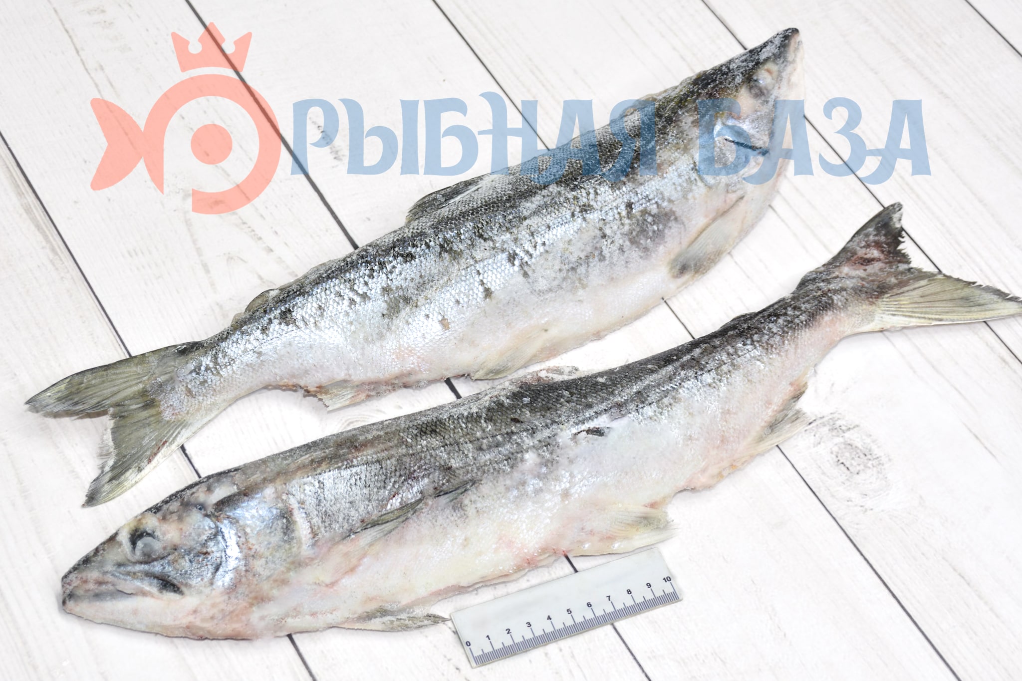 Нерка лосось целая с головой 600-900 г/шт 1 кг