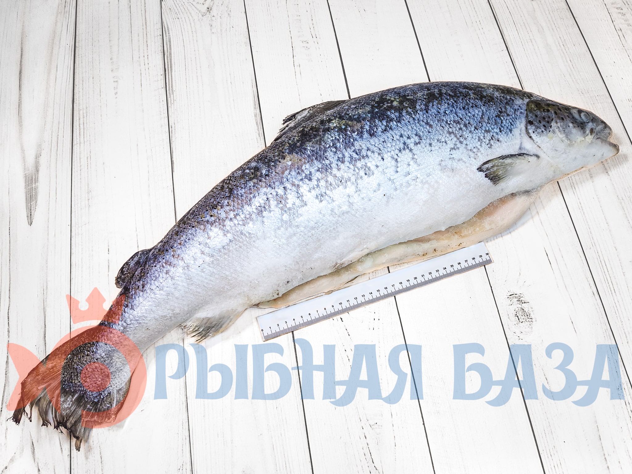 Семга лосось атлантический свежемороженая 7-8 кг/шт